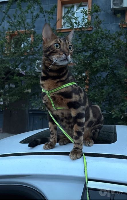 Кошка бенгальская