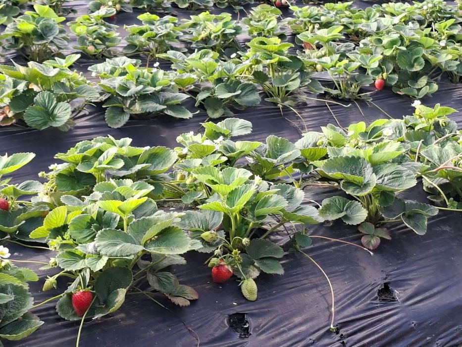 Продам ремонтантную клубнику Мурано