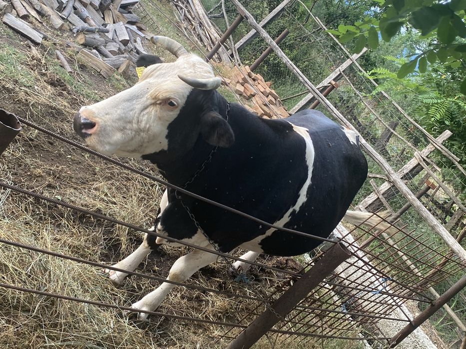 Vaca holstein de vanzare!