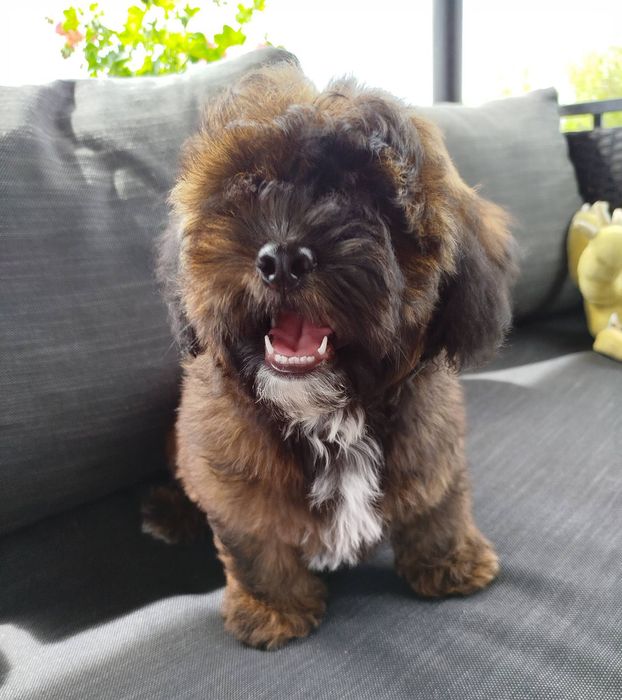 Shih poo/Mini poodle