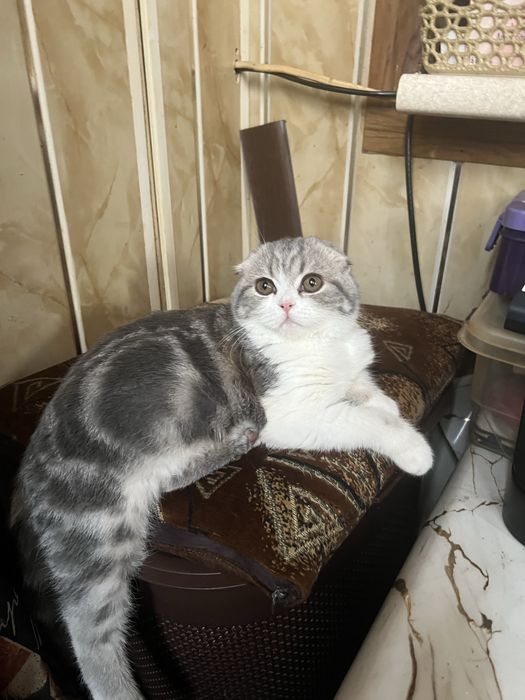 Продается Шотланский котик 9 месяцев