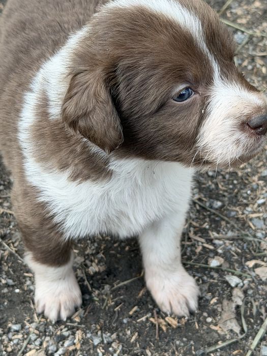 Отдам даром в хорошие руки