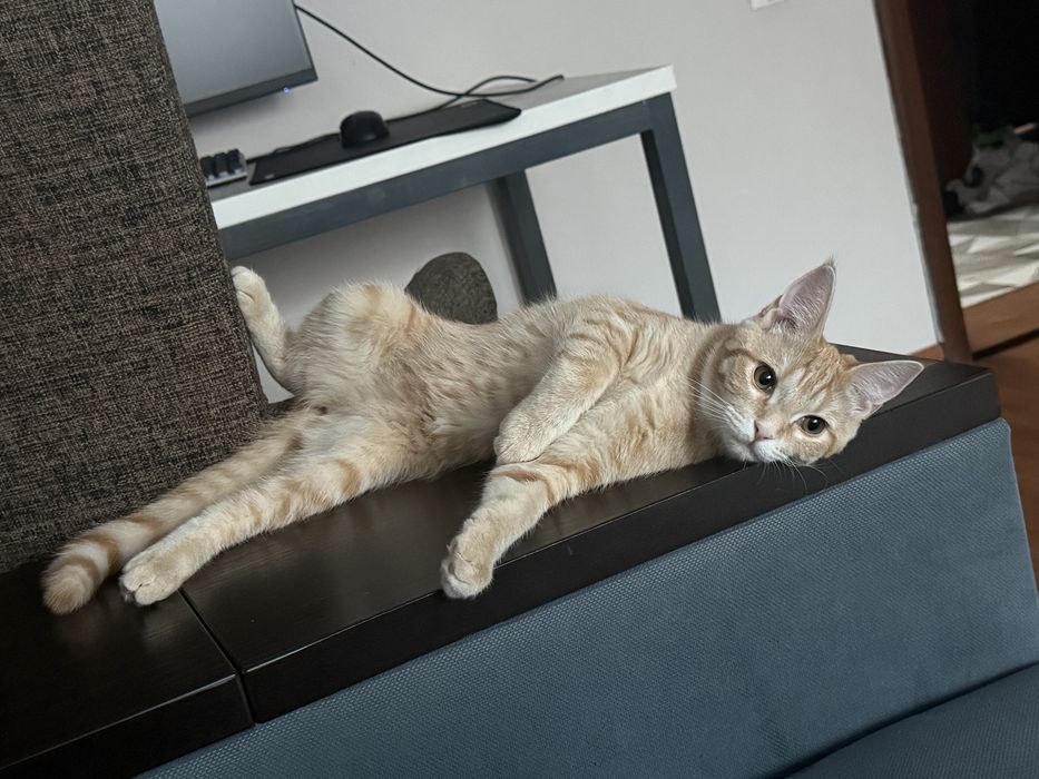 Котенок в хорошие руки