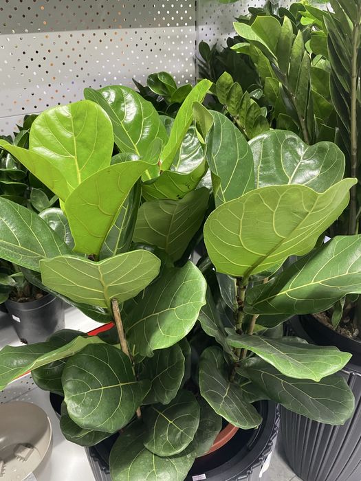 Комнатные цветы для дома и офиса