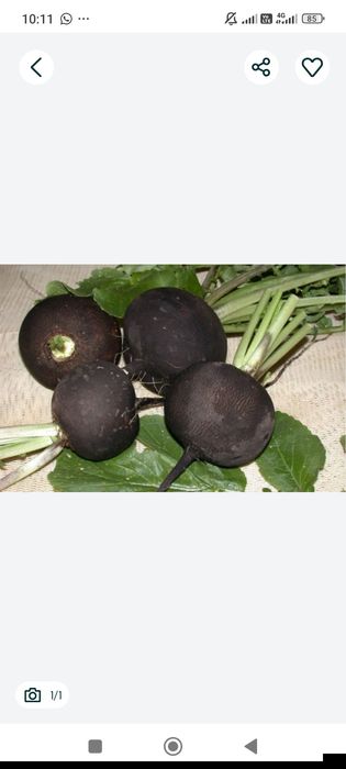 Продам черную редьку
