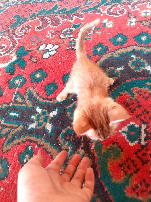 Erkatoy mushuk sotiladi