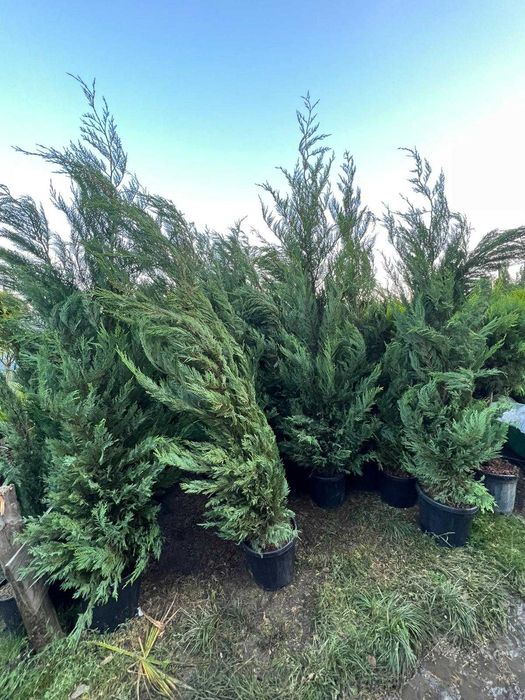 Leylandii pentru Gard Natural Permanent