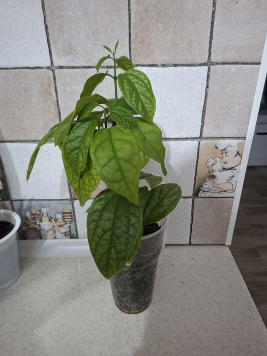 Продам комнатные цветы