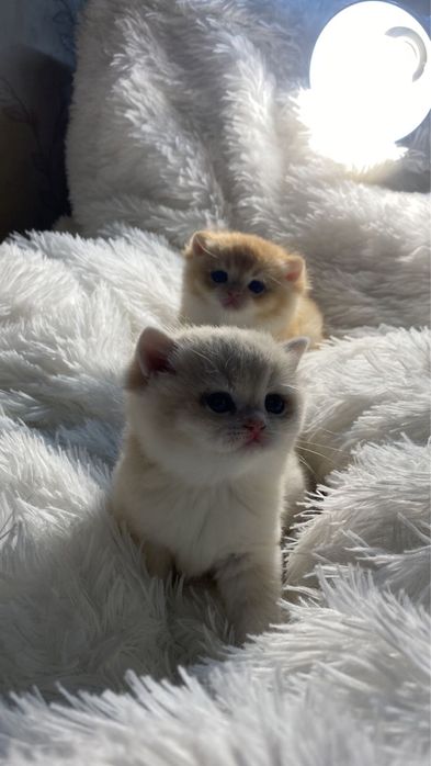 Карапузики шиншиллы