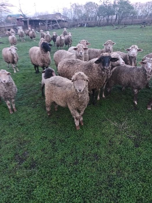 Vad Oi- comuna Vlad Tepes Calarasi