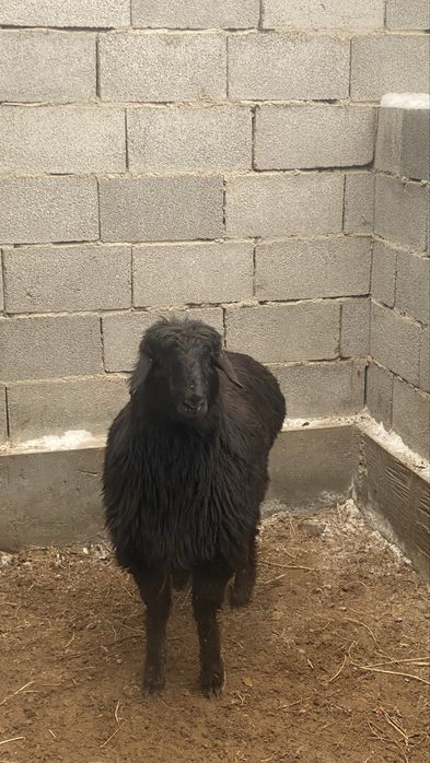 Жақсы семірген қой