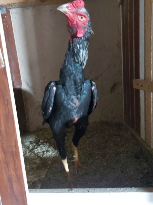 Avgustni oxirida chiqan xuruzcha