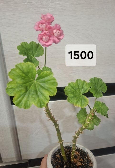 Комнатные цветы продам