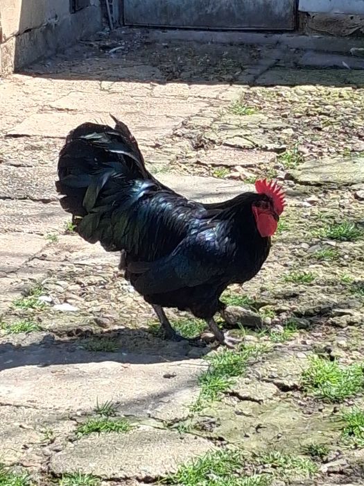 Петли порода Австралорп