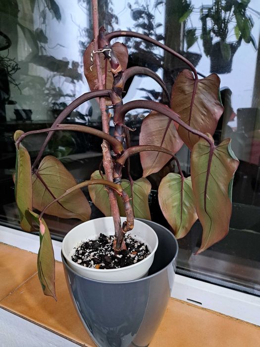 Plante Scindapsus Exotica Philodendron Micans Brasil Tradescantia