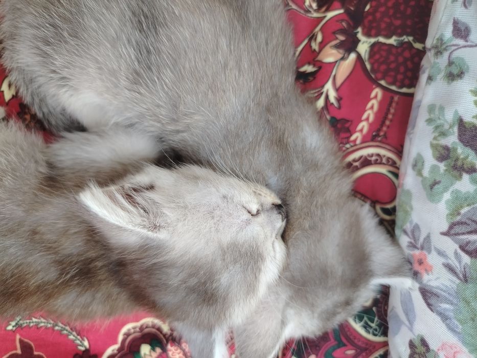 Продаются котята.