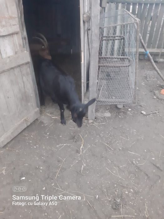 Vand capra cu ied in burta