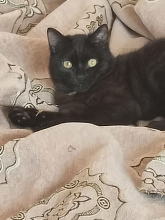 Отдам в добрые руки котика