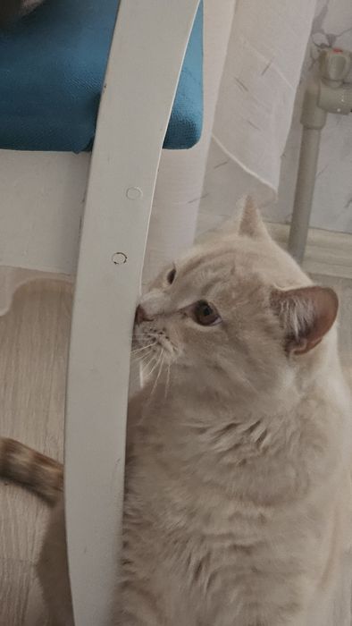 Отдам подростка котенка