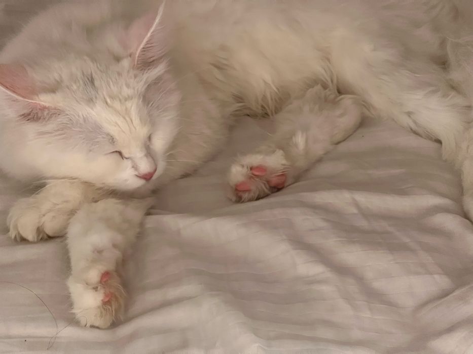 Передержка для котов , кошек и других домашних жывотных кот кошка
