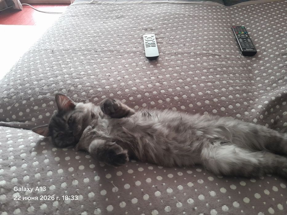 Отдам котенка,девочка,5 месяцев