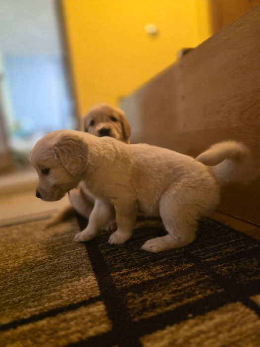 Бебета Голдън ретривър