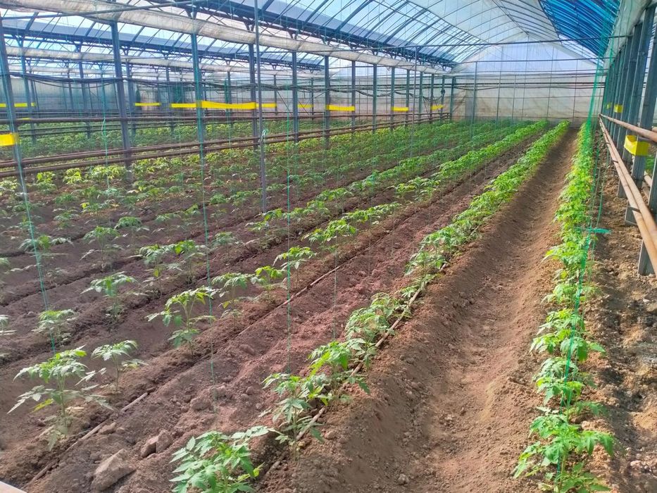 Продается теплица