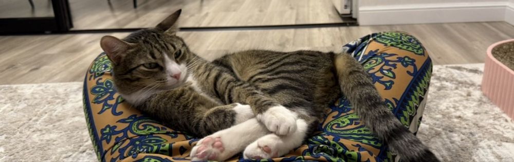 Кот в добрые руки