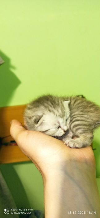 Котята, продаются