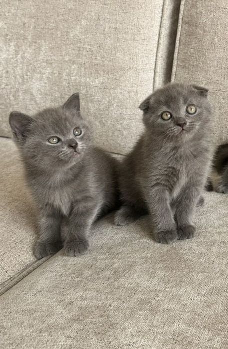 Шотландские котята