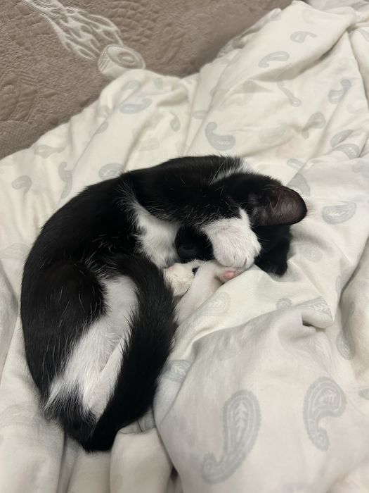 Котенок девочка