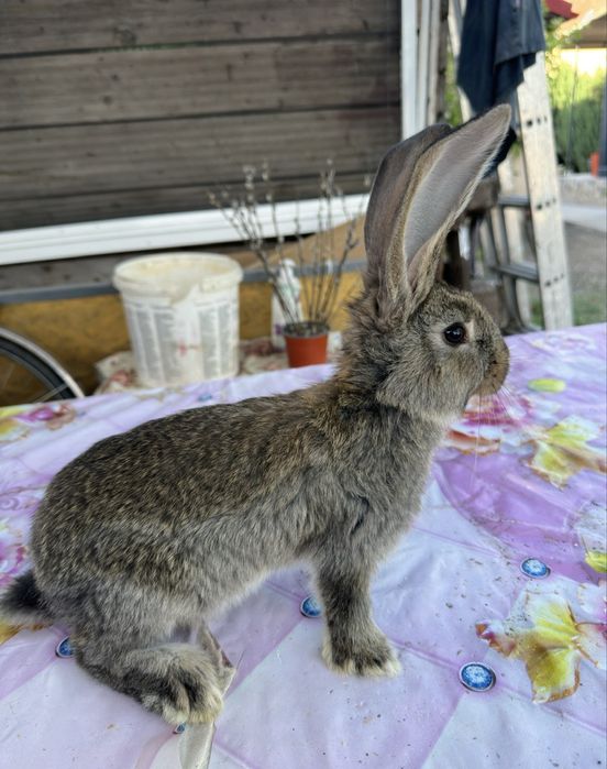 Urias German, Fluture German, Havana