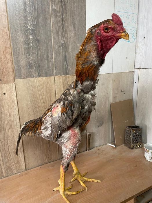 Продам питушка шамо корейц