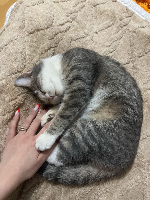 Кошечка 9месяцев