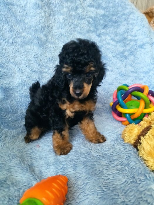 Девченка той пудель