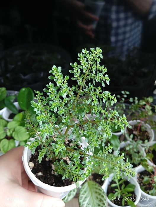 Отростки комнатных растений