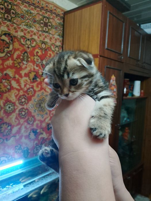 Продаются котята