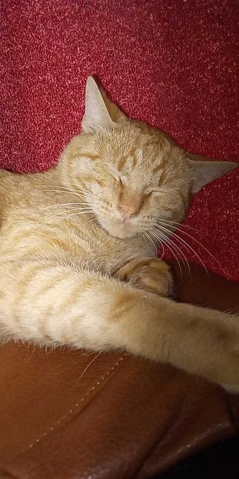 Рижко се подарява