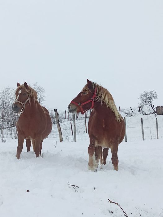 Vând manza din cai grei