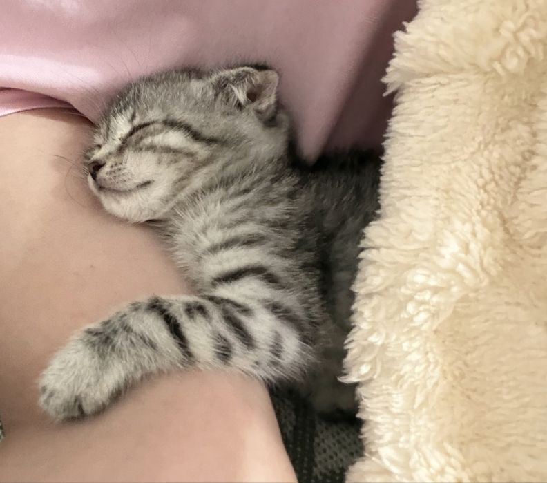 Кошка вислоухиее.