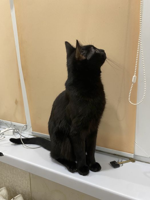 Продаю кота за 500тг