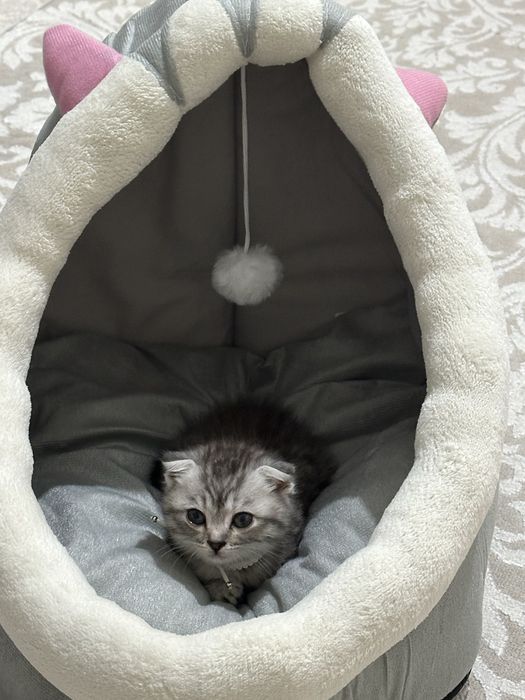 Шотландский мысык сатылады 2 ай срочно