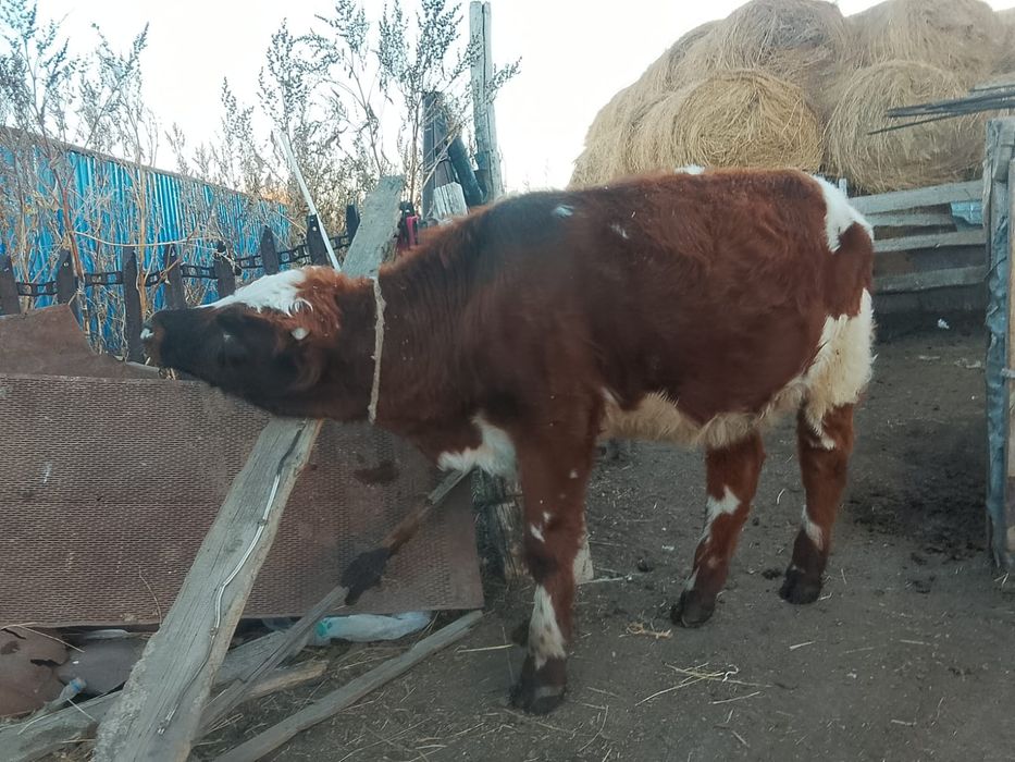 Баспактар, кашар