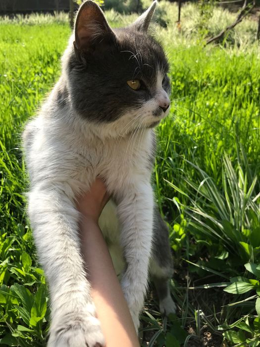 Кошки,кот кот Даром