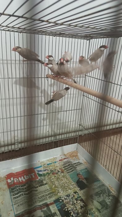 Продам Рисовых Амадин  кофейные