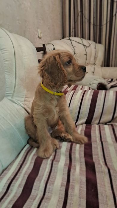 Щенок Порода Лабрадор