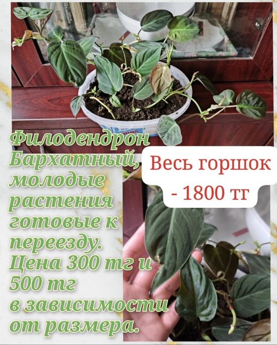 Филодендроны, фикусы