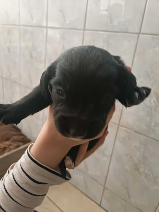 Отдам щенков в хорошие руки