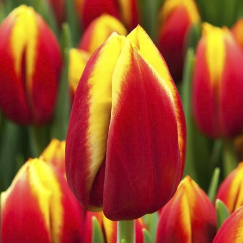 Тюльпаны в ассортименте