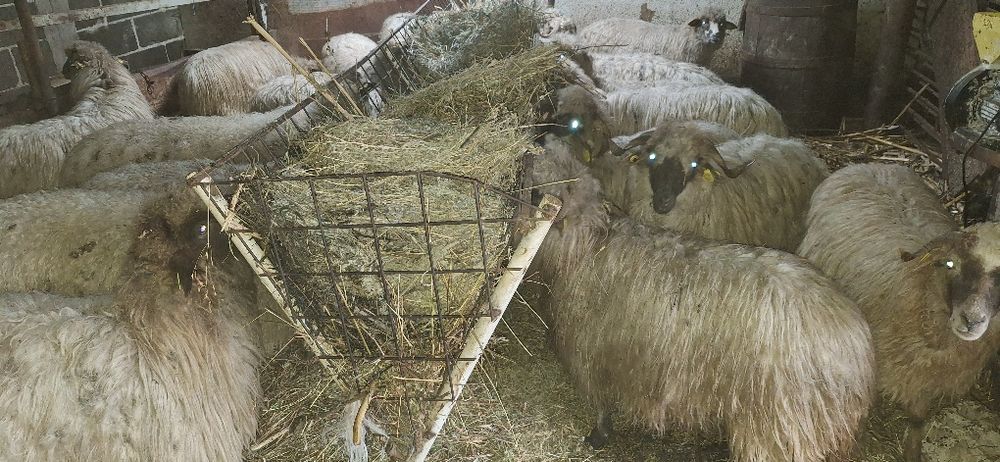 Vand 20 de oi turcane tinere